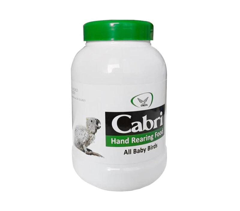 Large Capri for Hand Feeding